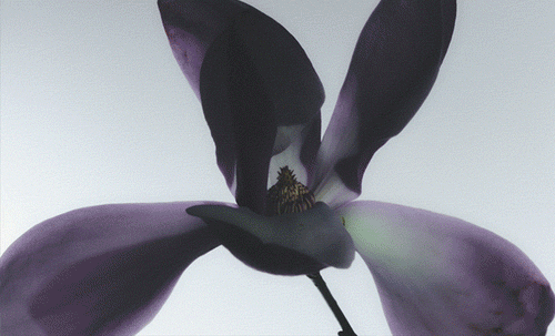 GIF of magnolia, musk, tangerine + bulgarian rose.